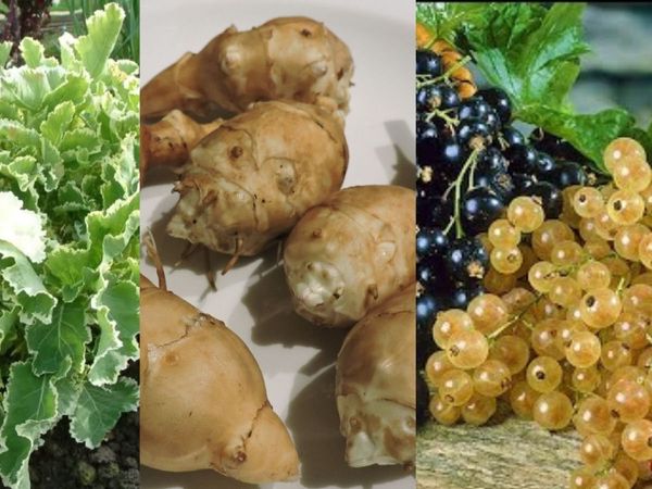 Survival Garden Mixes - Watch Video -Delivery avai - Main image