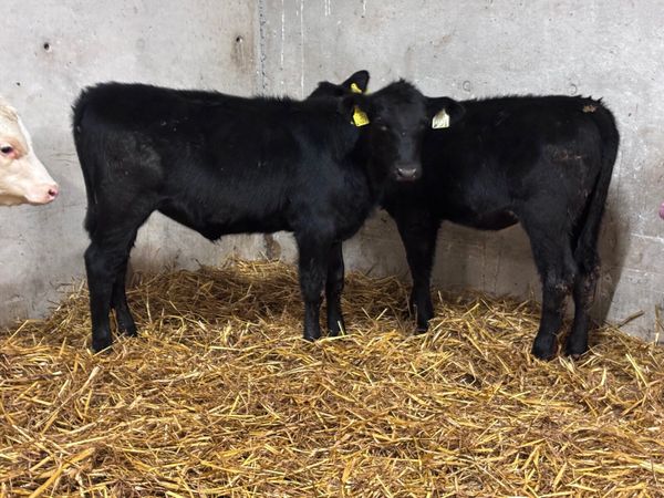 4 smashing Angus & Hereford Weanling heifers for s - Main image