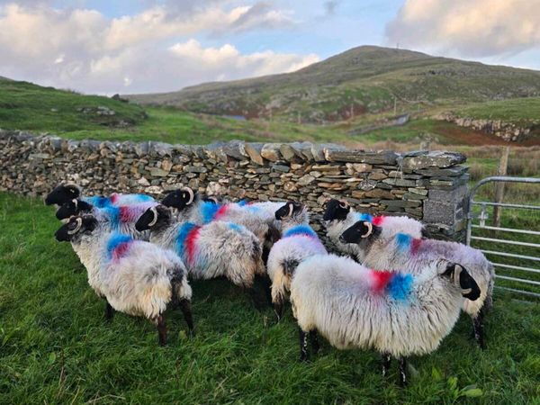 Mayo blackface ewes - Main image