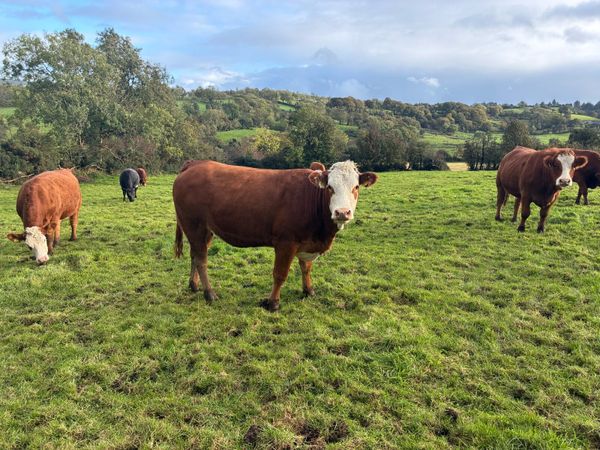Cattle - Main image