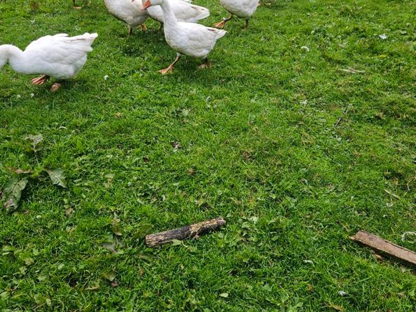 Geese for sale - Main image