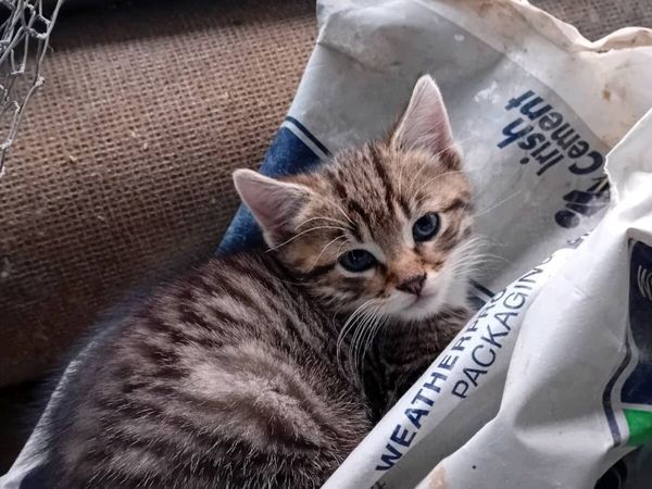 Kitten - Main image