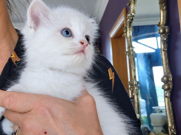 Purebred Ragdoll / 1 male  kitten left - Main image