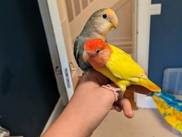Two love birds - Main image