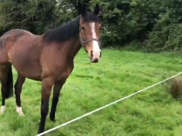 Tb horse - Main image