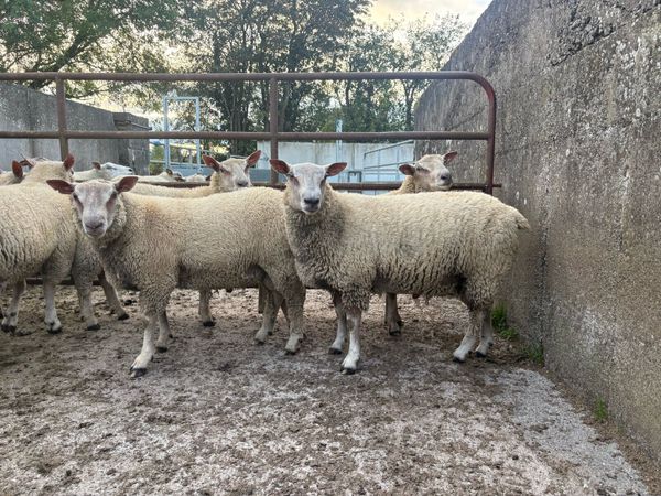Charollais rams - Main image