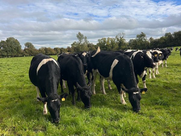 Incalf Heifers - Main image