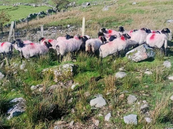 44 Hill Breeding Ewes - Main image