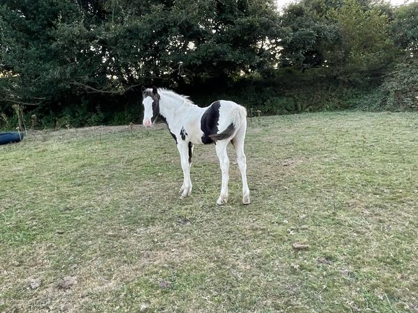 Colt foal - Main image