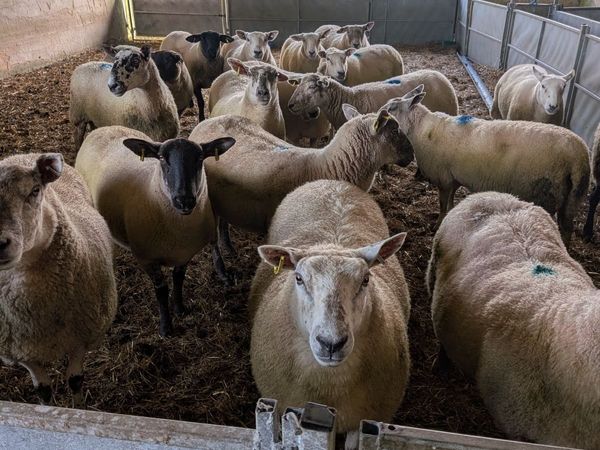 Breeding ewes Hilltown Mart Thursday 15th Oct. - Main image