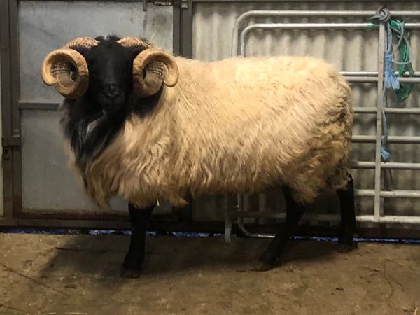 Connemara/Mayo Blackface Ram - Main image