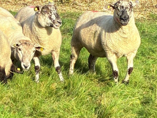 Ewe Hoggets - Main image