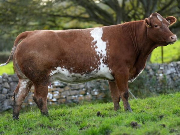 6 Serious Outfits & Blue Calves - Main image