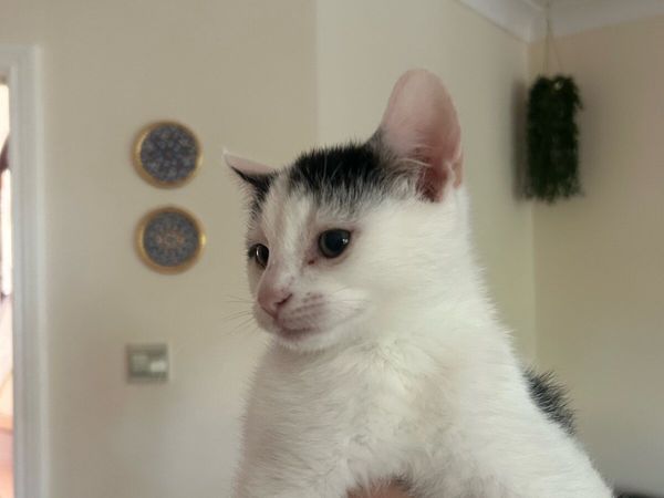 1 Male & Female kitten for rehoming - Main image