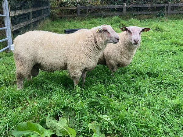 Charollais ram lambs - Main image