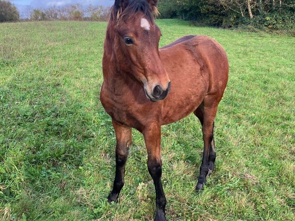 Connemara Foal - Main image