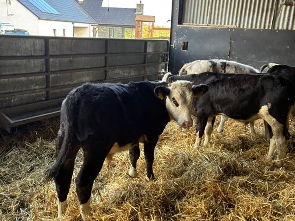 Bulls - Main image