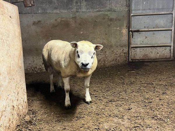 🔹Outstanding hogget  sis aproved Texel ram🔹 - Main image