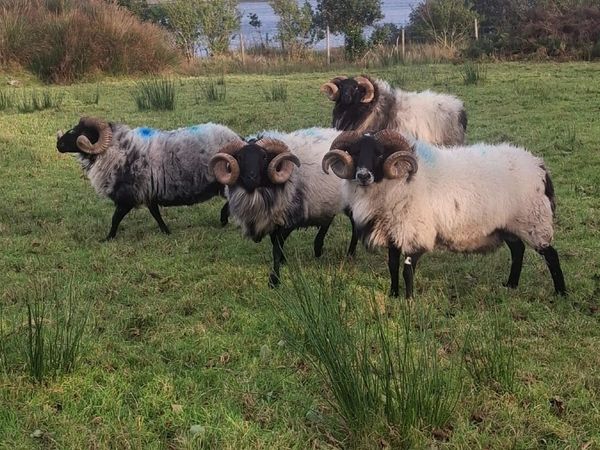 Mayo blackface rams - Main image