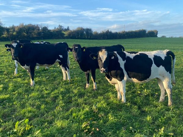 15 High EBI Incalf Fr Heifers - Main image