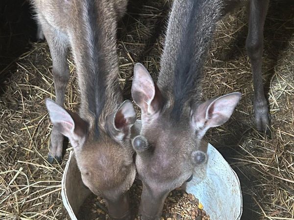 2 Sika Deer For Sale - Main image
