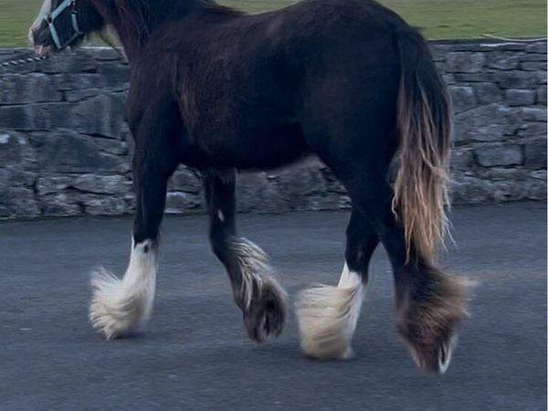 Heavy cob filly to make 15.3 - Main image