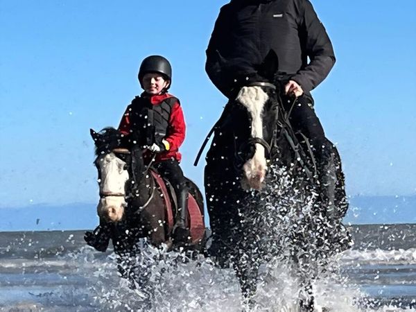 4 year old black gelding - Main image