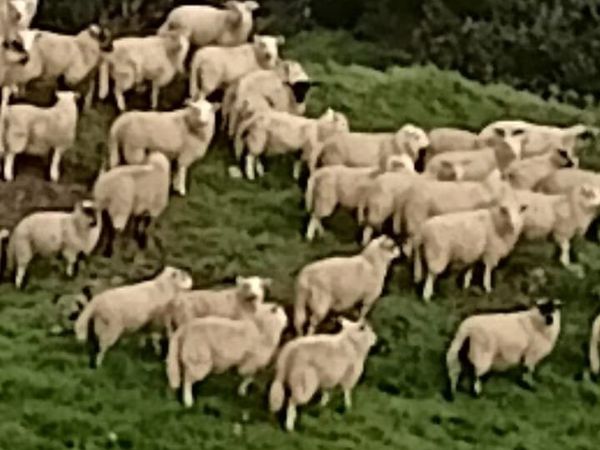 Lambs - Main image