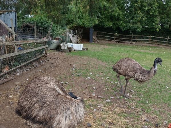 Emu's - Main image