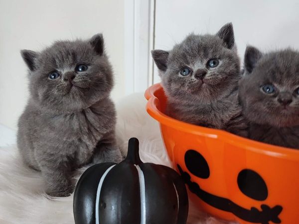 Amazing Purebred British Shorthair kittens - Main image