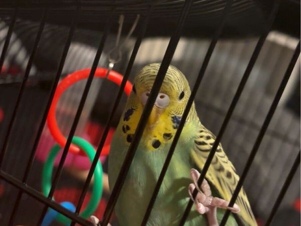 Australian budgies - Main image