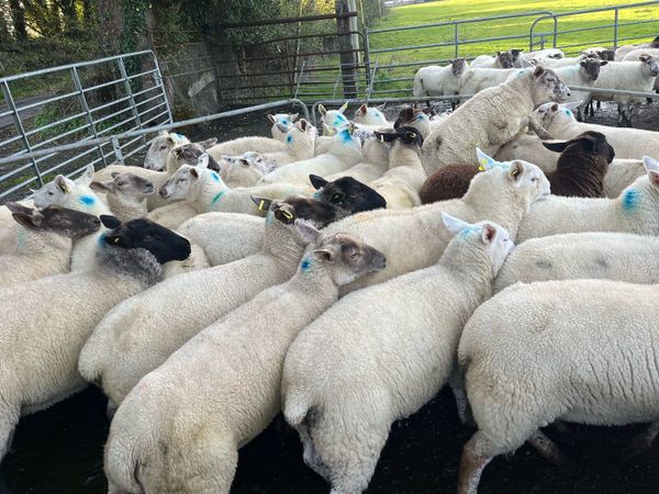 Hogget ewes 40 - Main image