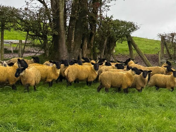 Suffolk Mule ewe lambs - Main image