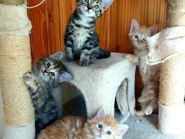 Adorable Kittens - Main image