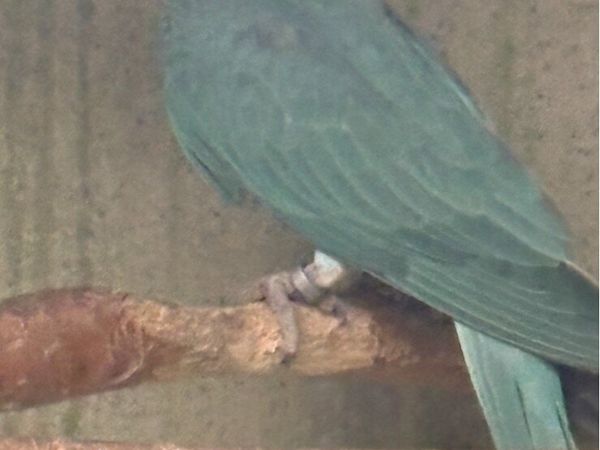 Birds - Main image