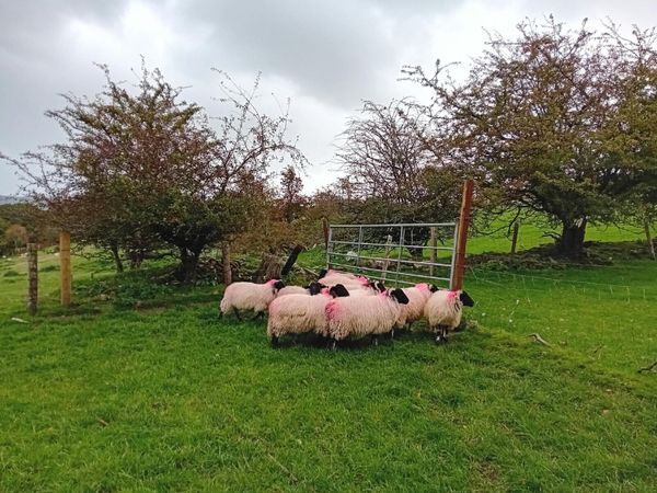 Ewe Lambs for Sale - Main image