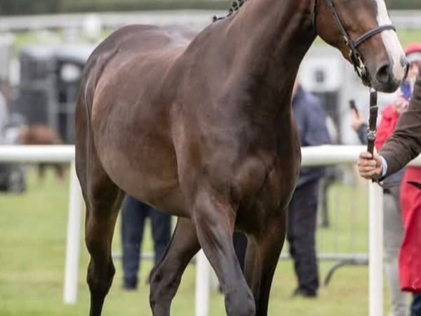 Horse - Main image