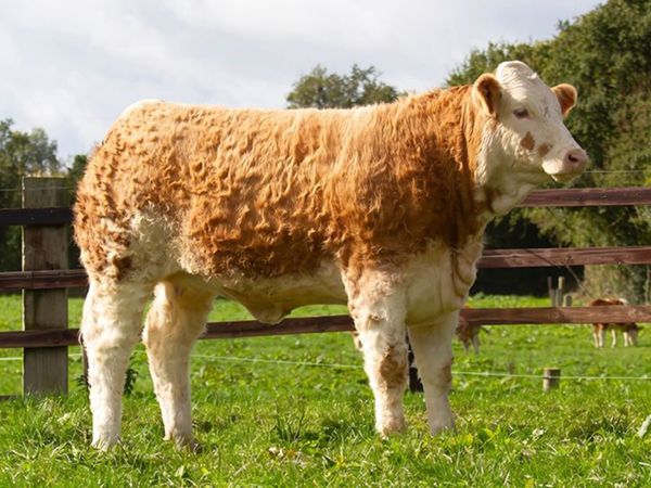Draft Sale of 15 Pedigree Sim "Foundation Females" - Main image
