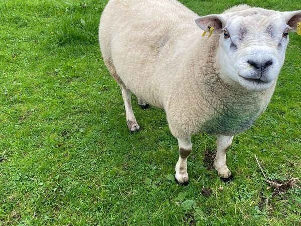 Rams - Main image