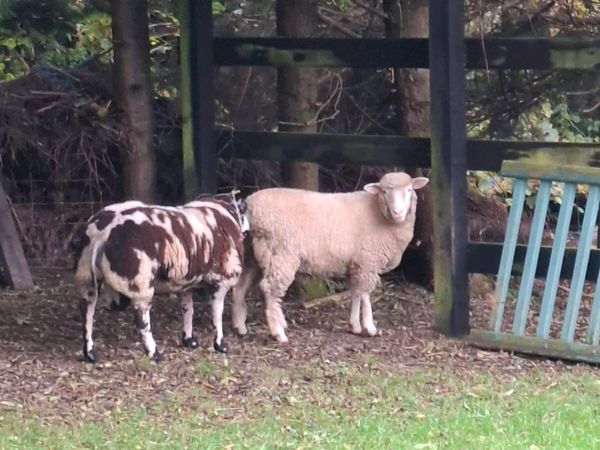 Dorset ewe lamb - Main image