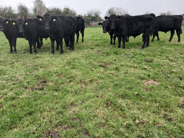 10 super 330 kilo angus bullocks for sale - Main image