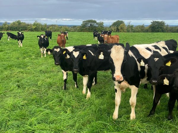 15 Dairy heifer calves - Main image