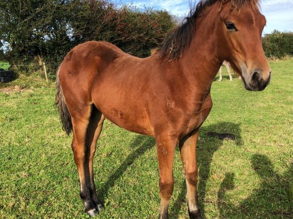 Connemara Foals Milltown Mart 17th October - Main image