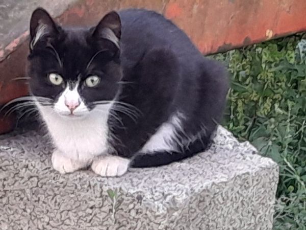 Lovely Kittens for Sale - Main image