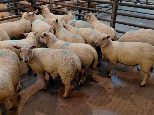 Sheep - Main image