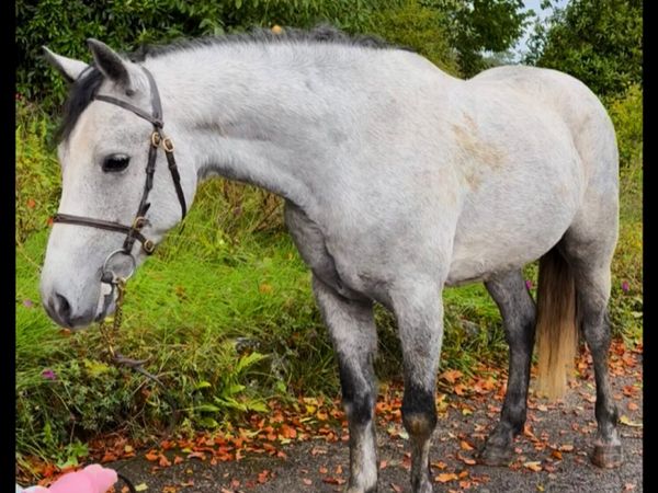 Connemara gelding - Main image