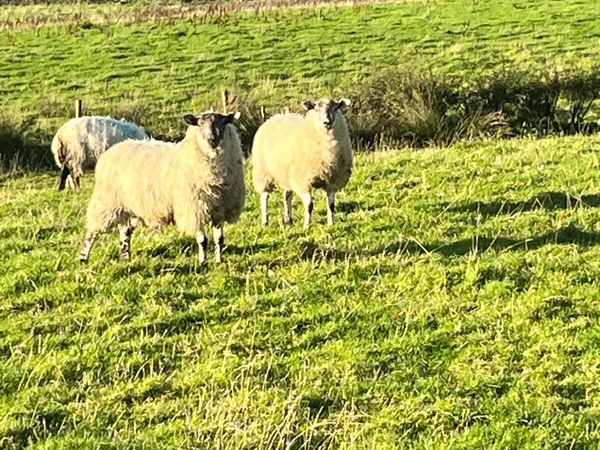 Organic ewe lambs - Main image