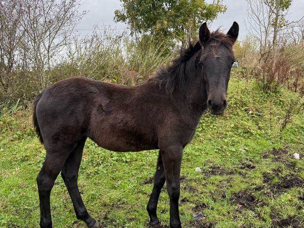 Registered Connemara filly foal - Main image