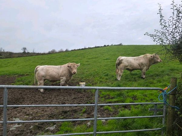 Pedigree Charolais Bulls - Main image