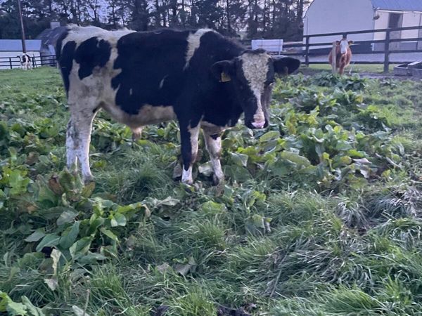 Friesian bullocks - Main image